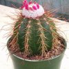 melocactus_morrochapensis